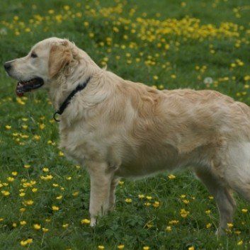 Das Bild zeigt den Hund eines unserer Kunden