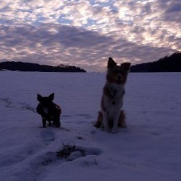 Das Bild zeigt den Hund eines unserer Kunden