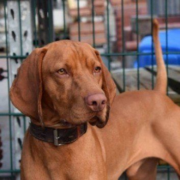 Das Bild zeigt den Hund eines unserer Kunden