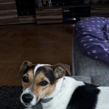 Das Bild zeigt den Hund eines unserer Kunden