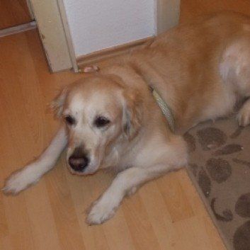 Das Bild zeigt den Hund eines unserer Kunden