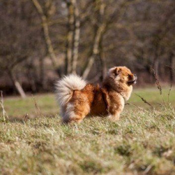 Das Bild zeigt den Hund eines unserer Kunden