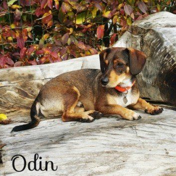 Das Bild zeigt den Hund eines unserer Kunden