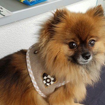 Das Bild zeigt den Hund eines unserer Kunden