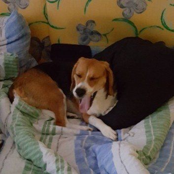 Das Bild zeigt den Hund eines unserer Kunden