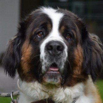 Das Bild zeigt den Hund eines unserer Kunden