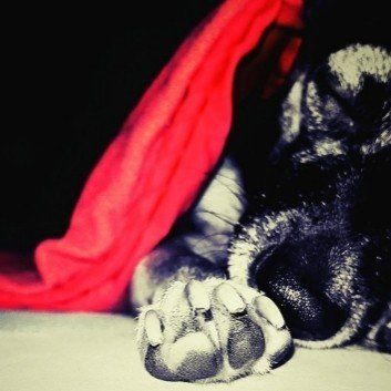 Das Bild zeigt den Hund eines unserer Kunden