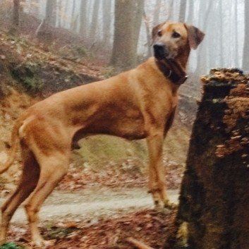 Das Bild zeigt den Hund eines unserer Kunden