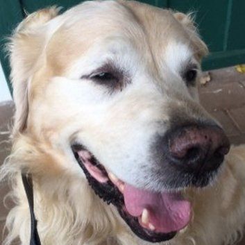 Das Bild zeigt den Hund eines unserer Kunden