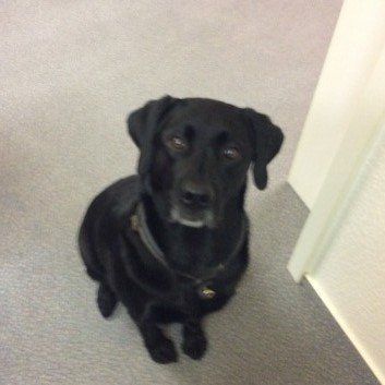 Das Bild zeigt den Hund eines unserer Kunden