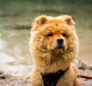 Das Bild zeigt den Hund eines unserer Kunden