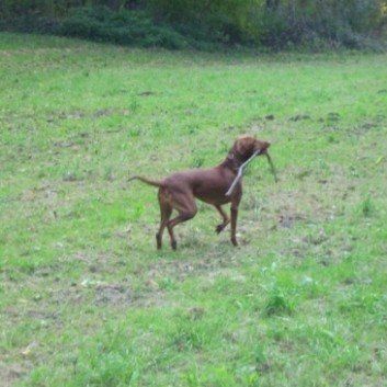 Das Bild zeigt den Hund eines unserer Kunden