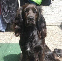 Das Bild zeigt den Hund eines unserer Kunden