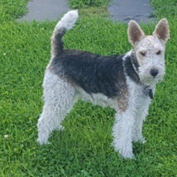 Das Bild zeigt den Hund eines unserer Kunden