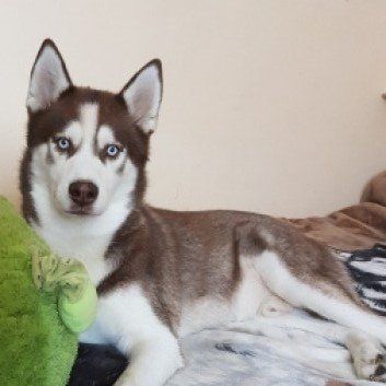 Das Bild zeigt den Hund eines unserer Kunden