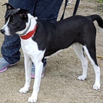 Das Bild zeigt den Hund eines unserer Kunden