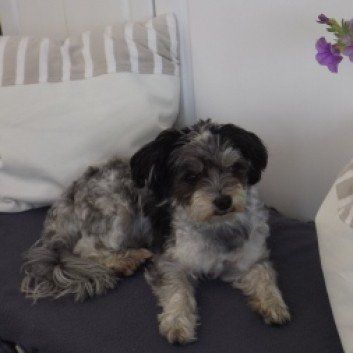 Das Bild zeigt den Hund eines unserer Kunden