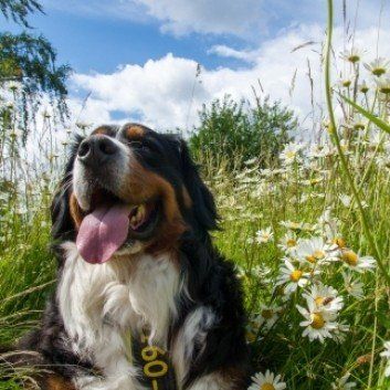 Das Bild zeigt den Hund eines unserer Kunden