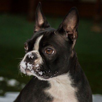 Das Bild zeigt den Hund eines unserer Kunden