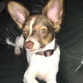 Das Bild zeigt den Hund eines unserer Kunden