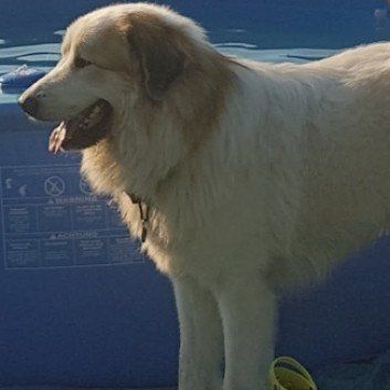 Das Bild zeigt den Hund eines unserer Kunden