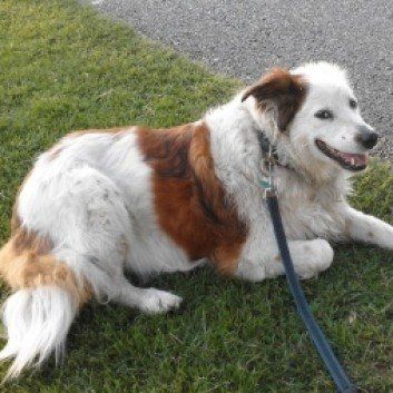 Das Bild zeigt den Hund eines unserer Kunden