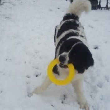 Das Bild zeigt den Hund eines unserer Kunden