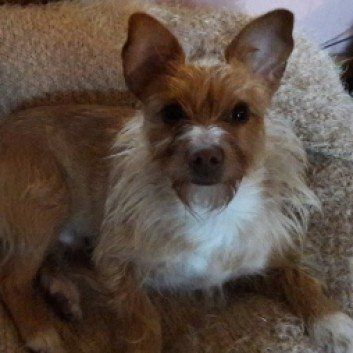 Das Bild zeigt den Hund eines unserer Kunden