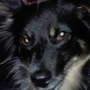 Das Bild zeigt den Hund eines unserer Kunden