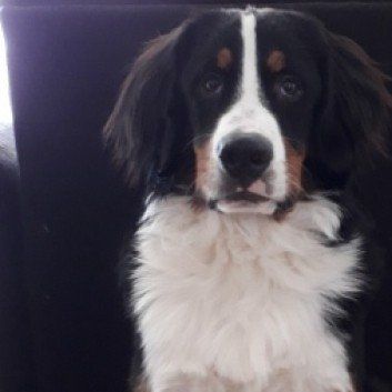 Das Bild zeigt den Hund eines unserer Kunden