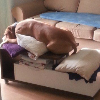 Das Bild zeigt den Hund eines unserer Kunden