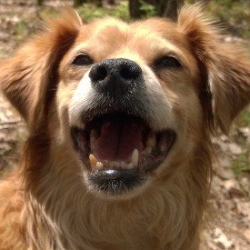 Das Bild zeigt den Hund eines unserer Kunden