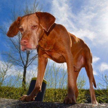 Das Bild zeigt den Hund eines unserer Kunden