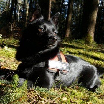 Das Bild zeigt den Hund eines unserer Kunden