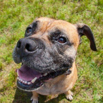 Das Bild zeigt den Hund eines unserer Kunden