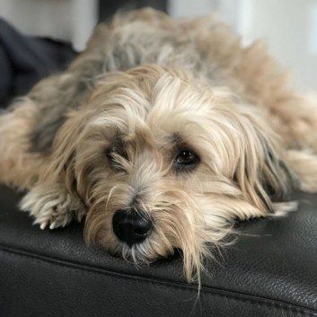 Das Bild zeigt den Hund eines unserer Kunden