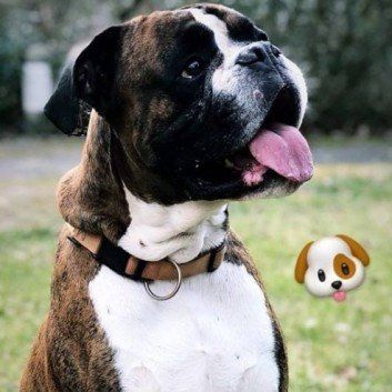 Das Bild zeigt den Hund eines unserer Kunden