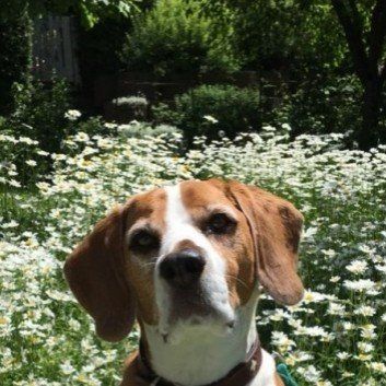 Das Bild zeigt den Hund eines unserer Kunden