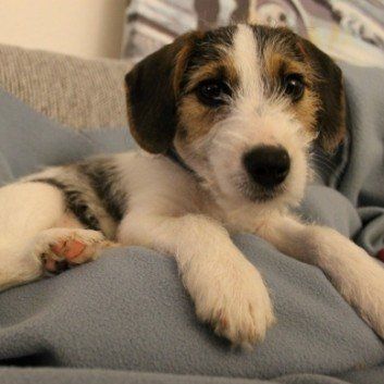 Das Bild zeigt den Hund eines unserer Kunden