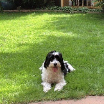 Das Bild zeigt den Hund eines unserer Kunden