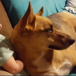 Das Bild zeigt den Hund eines unserer Kunden