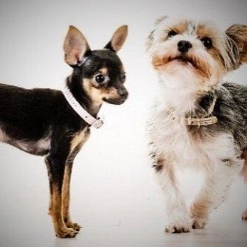 Das Bild zeigt den Hund eines unserer Kunden