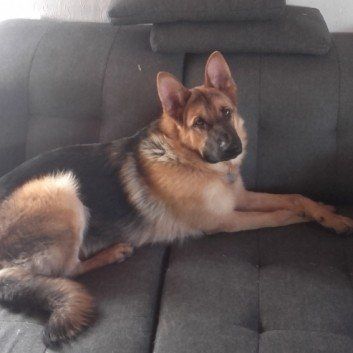 Das Bild zeigt den Hund eines unserer Kunden