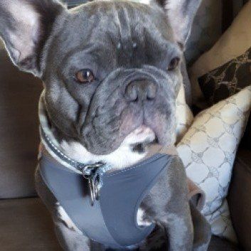 Das Bild zeigt den Hund eines unserer Kunden