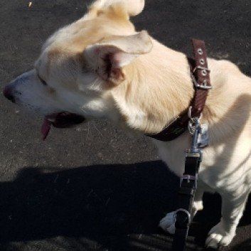 Das Bild zeigt den Hund eines unserer Kunden