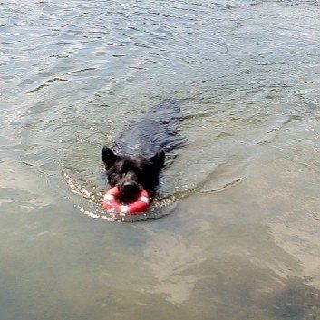 Das Bild zeigt den Hund eines unserer Kunden