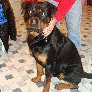 Das Bild zeigt den Hund eines unserer Kunden