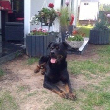 Das Bild zeigt den Hund eines unserer Kunden