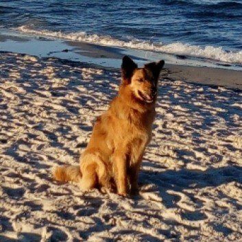 Das Bild zeigt den Hund eines unserer Kunden