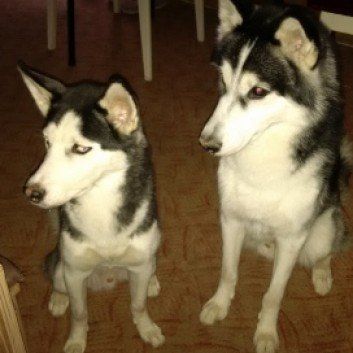 Das Bild zeigt den Hund eines unserer Kunden